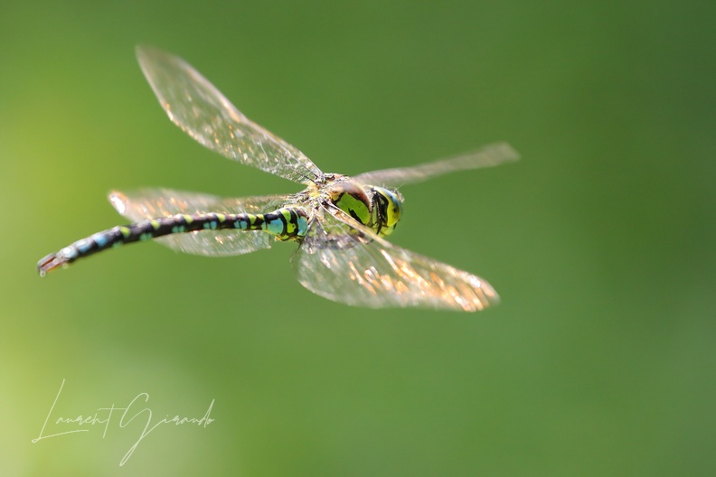 IMG_2114b.jpg